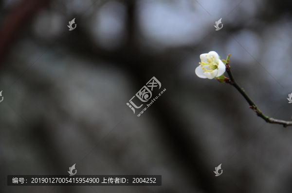 梅