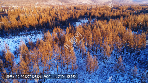 林海雪原松林景觀