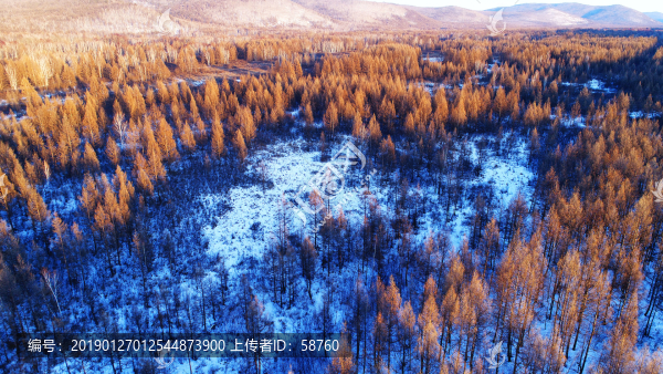 林海雪原松林景觀