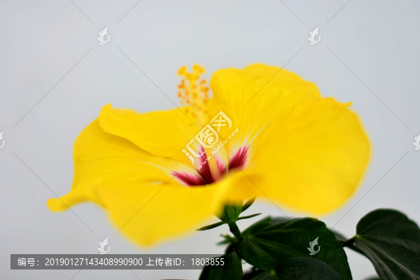 木槿花