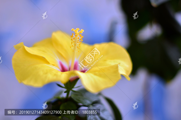 木槿花