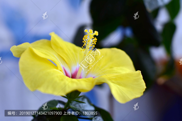 木槿花