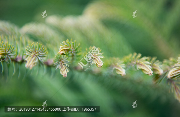 松樹特寫