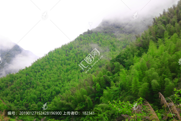 雨后竹林
