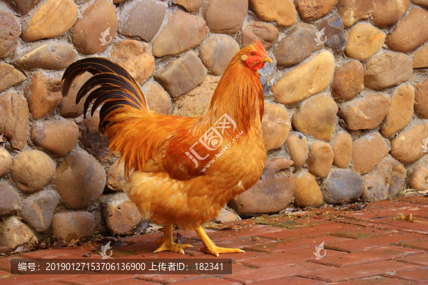 內(nèi)雞