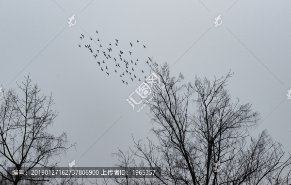枯樹飛鳥