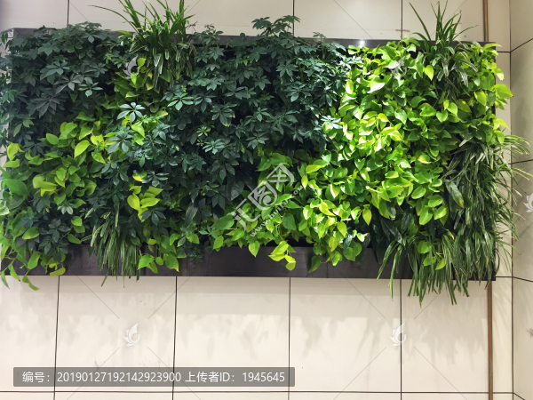 綠植墻