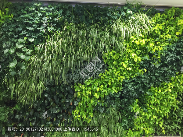 綠植墻