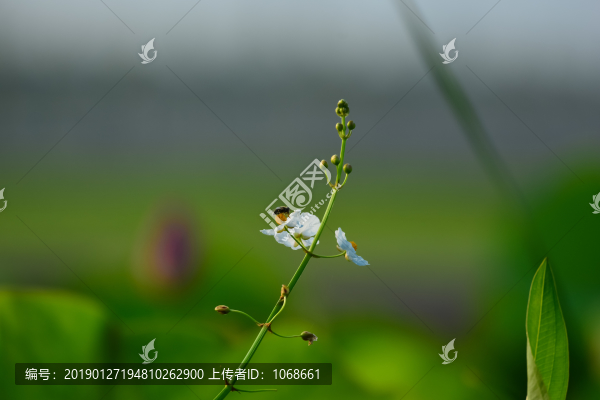 水草
