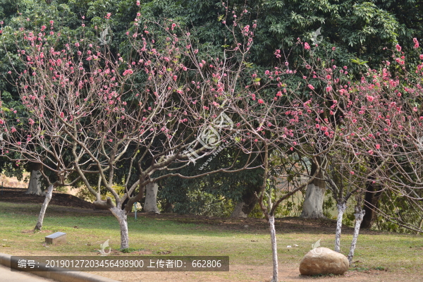 桃花