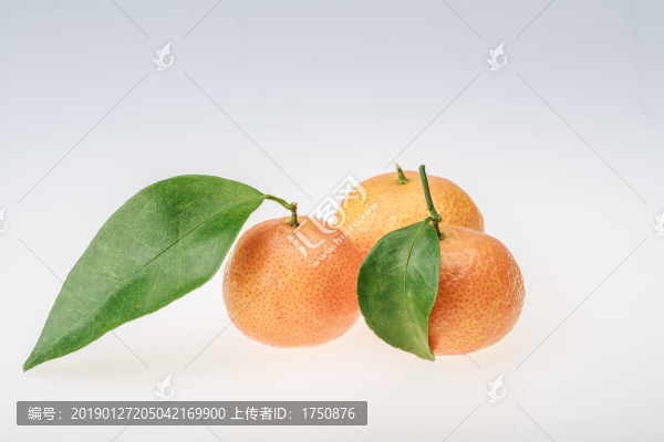 沙糖桔