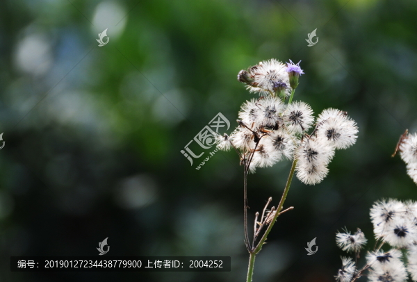 陽(yáng)光下的藿香薊花