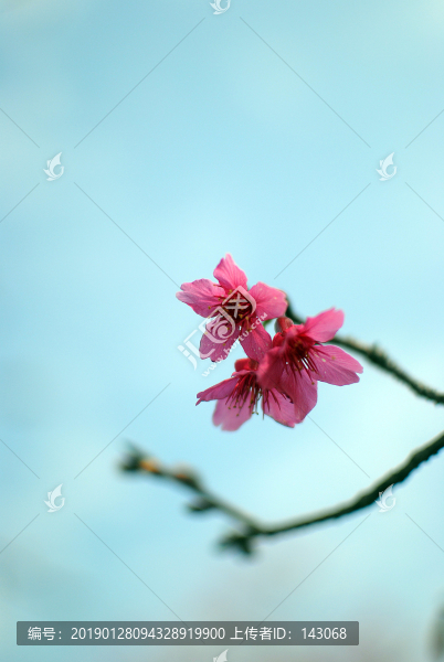 櫻花特寫(xiě)景深
