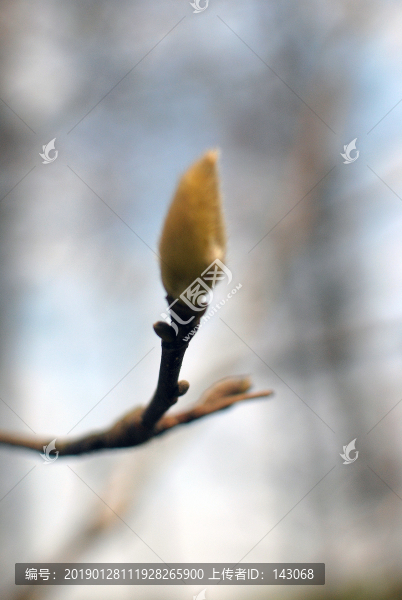 紫玉蘭樹花蕾