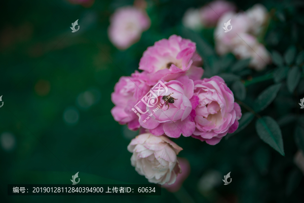 月季