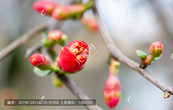 海棠花花卉花苞