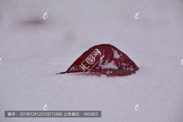 落葉