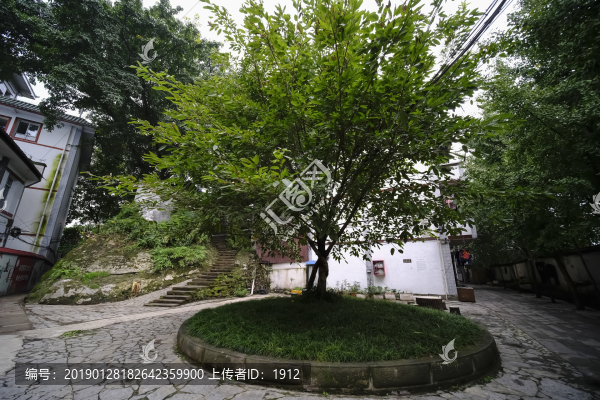 大榕樹