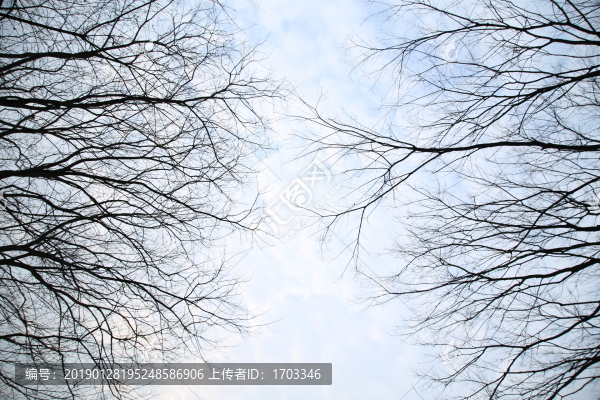 樹枝天空背景素材