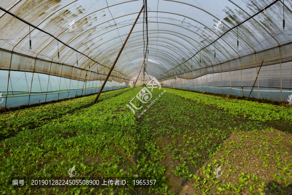 大棚蔬菜