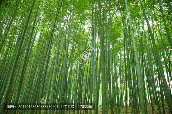 竹林