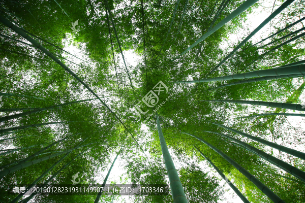 竹林