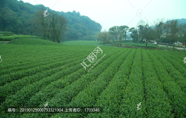 茶葉種植園