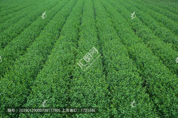 茶葉種植園