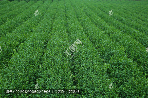 茶葉種植園
