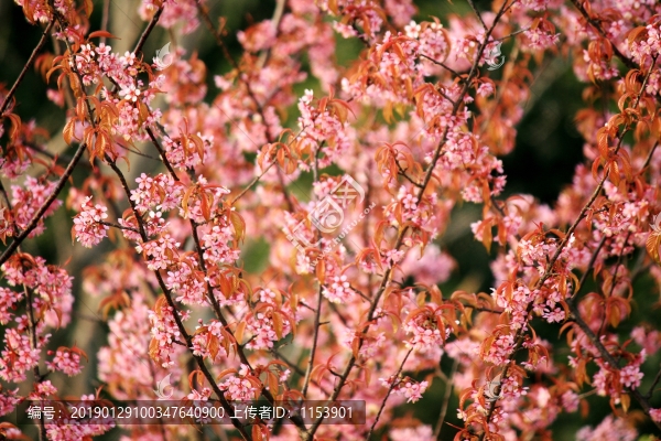 櫻花