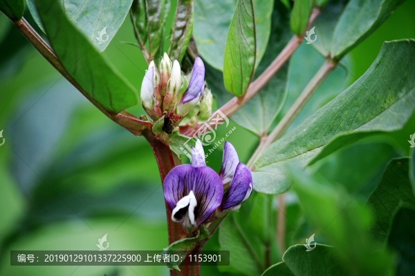 胡豆開花