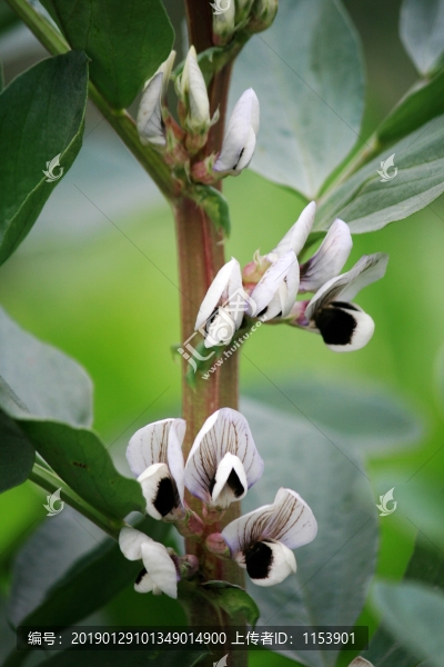 胡豆開(kāi)花
