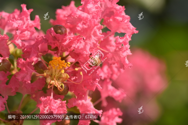 小葉紫薇