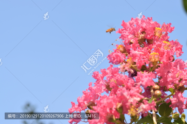 小葉紫薇