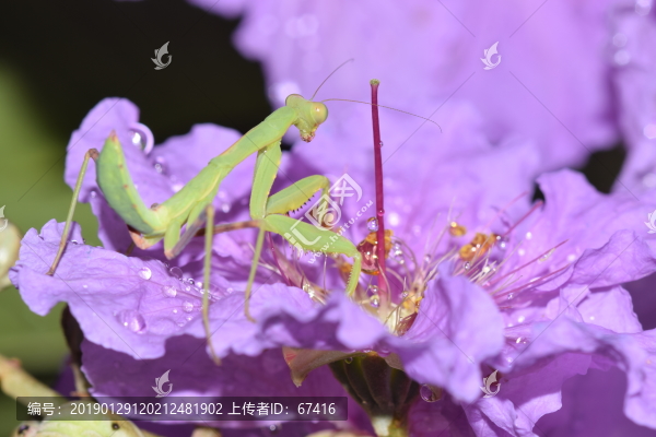 紫微花