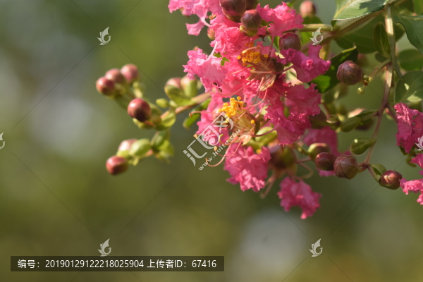小葉紫薇