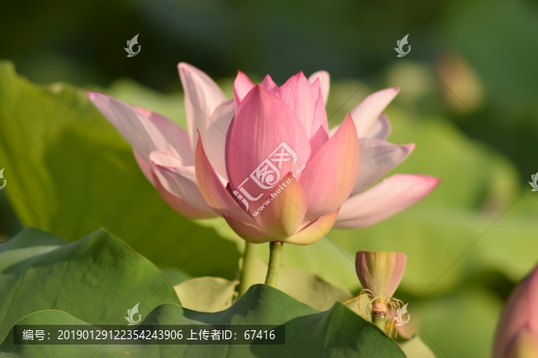 荷