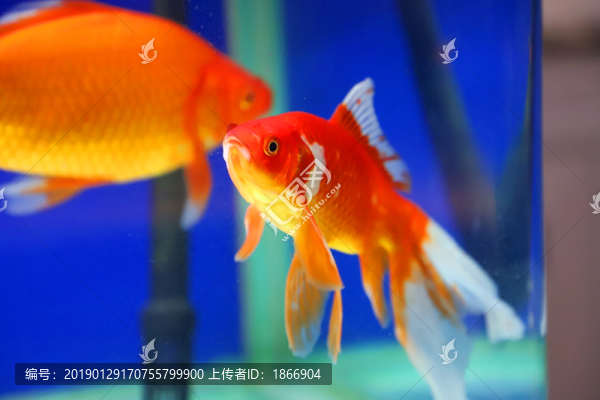 水中的金魚