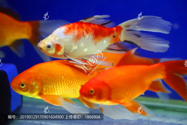 水中的金魚