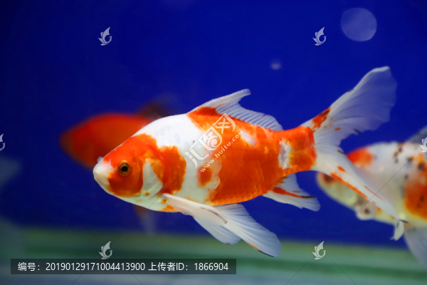 紅色錦鯉