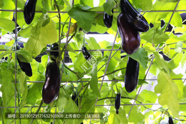 大棚茄子