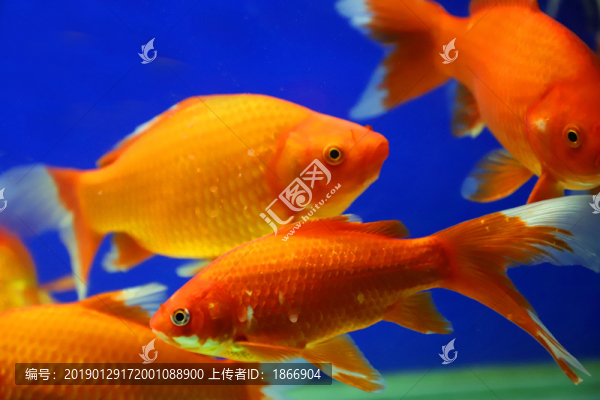 紅色錦鯉