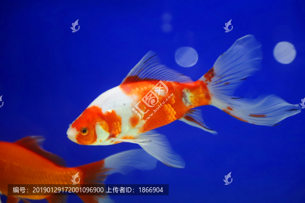 紅色錦鯉