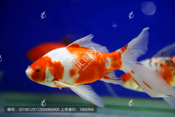 紅色錦鯉