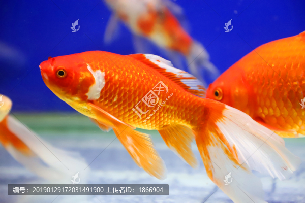 紅色錦鯉