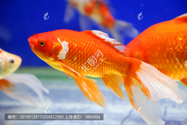紅色錦鯉