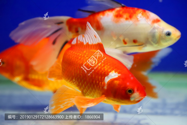 紅色錦鯉