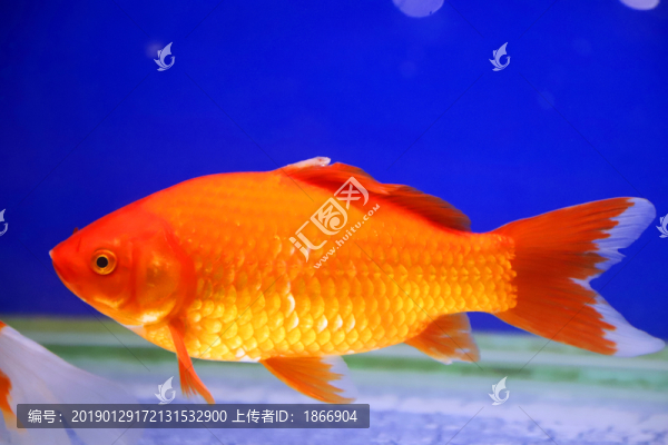 水中的金魚
