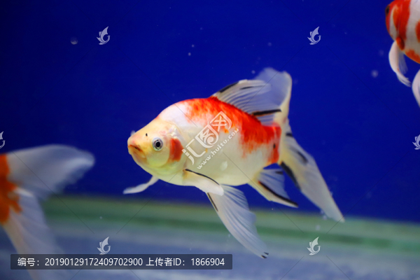 水中的金魚