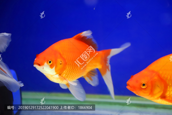 水中的金魚